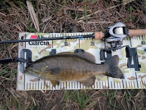 スモールマウスバスの釣果