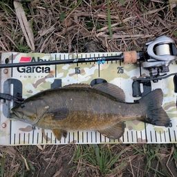 スモールマウスバス