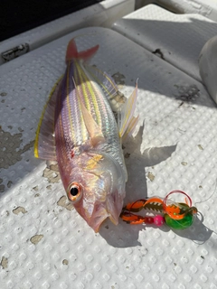 ヨコスジフエダイの釣果