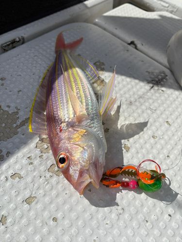 ヨコスジフエダイの釣果