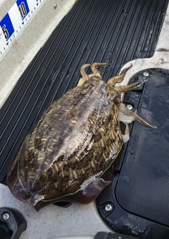 コウイカの釣果