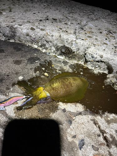 アオリイカの釣果