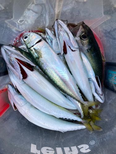 サバの釣果