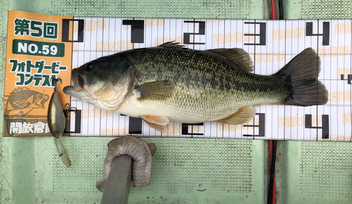 ブラックバスの釣果