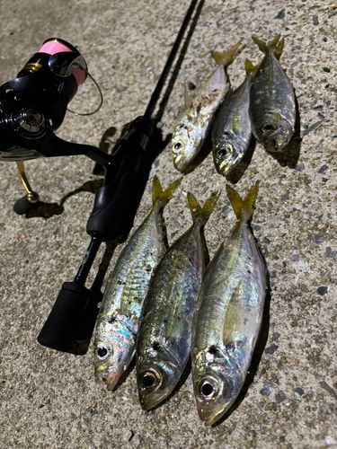 アジの釣果