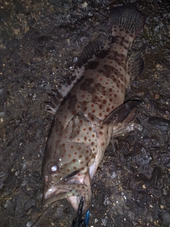 チャイロマルハタの釣果