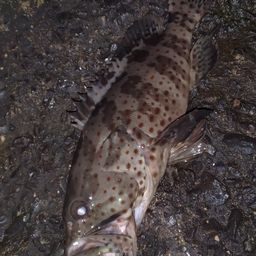 チャイロマルハタ