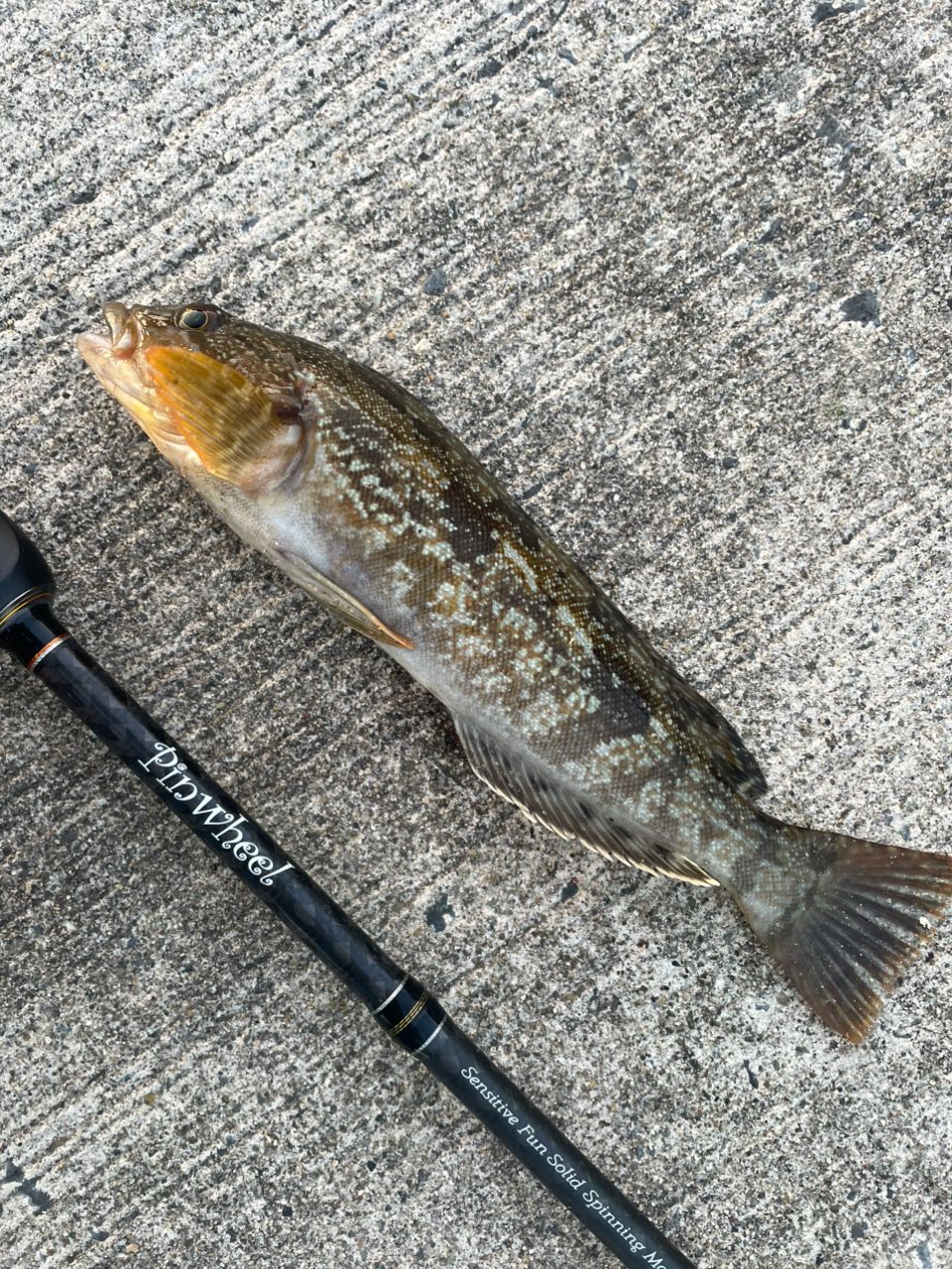 PALMS ピンウィール PFSS-77Lの最安値・インプレ・釣果 | 本音の口コミ