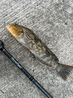 アイナメの釣果