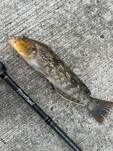 アイナメの釣果