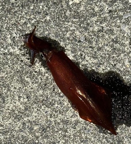 ケンサキイカの釣果