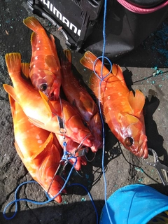 アカハタの釣果