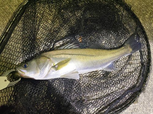 フッコ（ヒラスズキ）の釣果