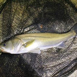 フッコ（ヒラスズキ）