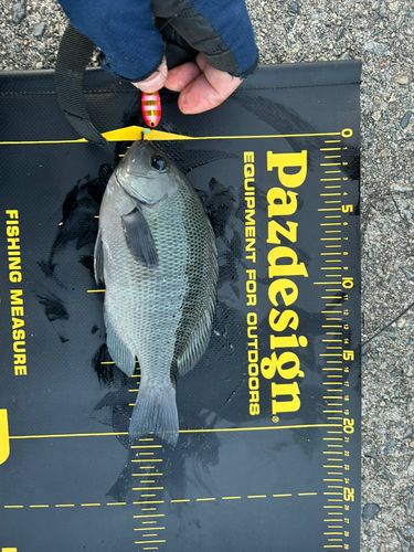 三陸海岸（岩手）