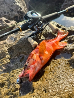 アカハタの釣果