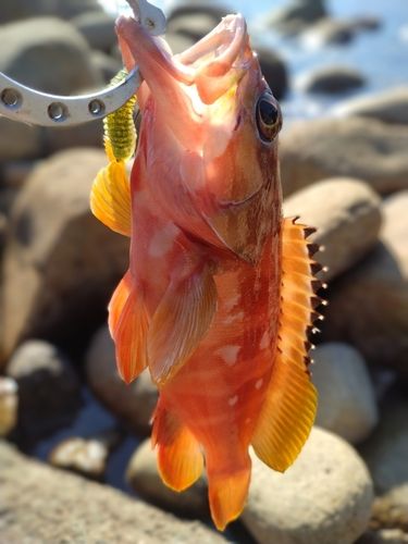 アカハタの釣果