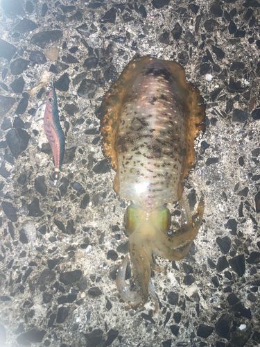 アオリイカの釣果