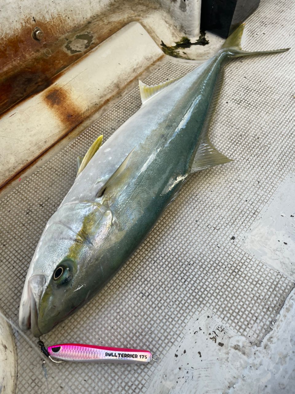 ウンポコラッシュさんの釣果 2枚目の画像