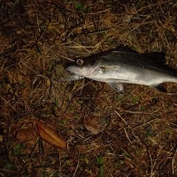 セイゴ（ヒラスズキ）