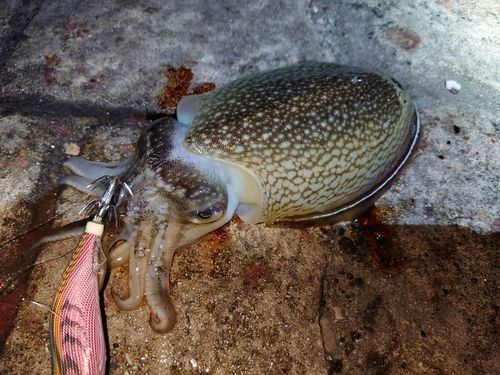 シリヤケイカの釣果