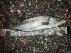 ヒラスズキの釣果