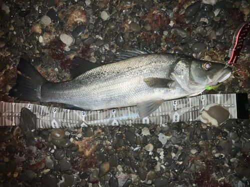 ヒラスズキの釣果