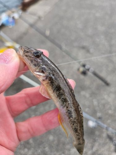 東京湾（アクアライン以北）