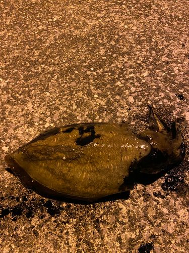 モンゴウイカの釣果