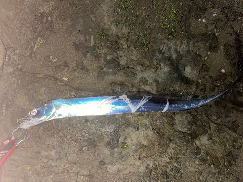 タチウオの釣果