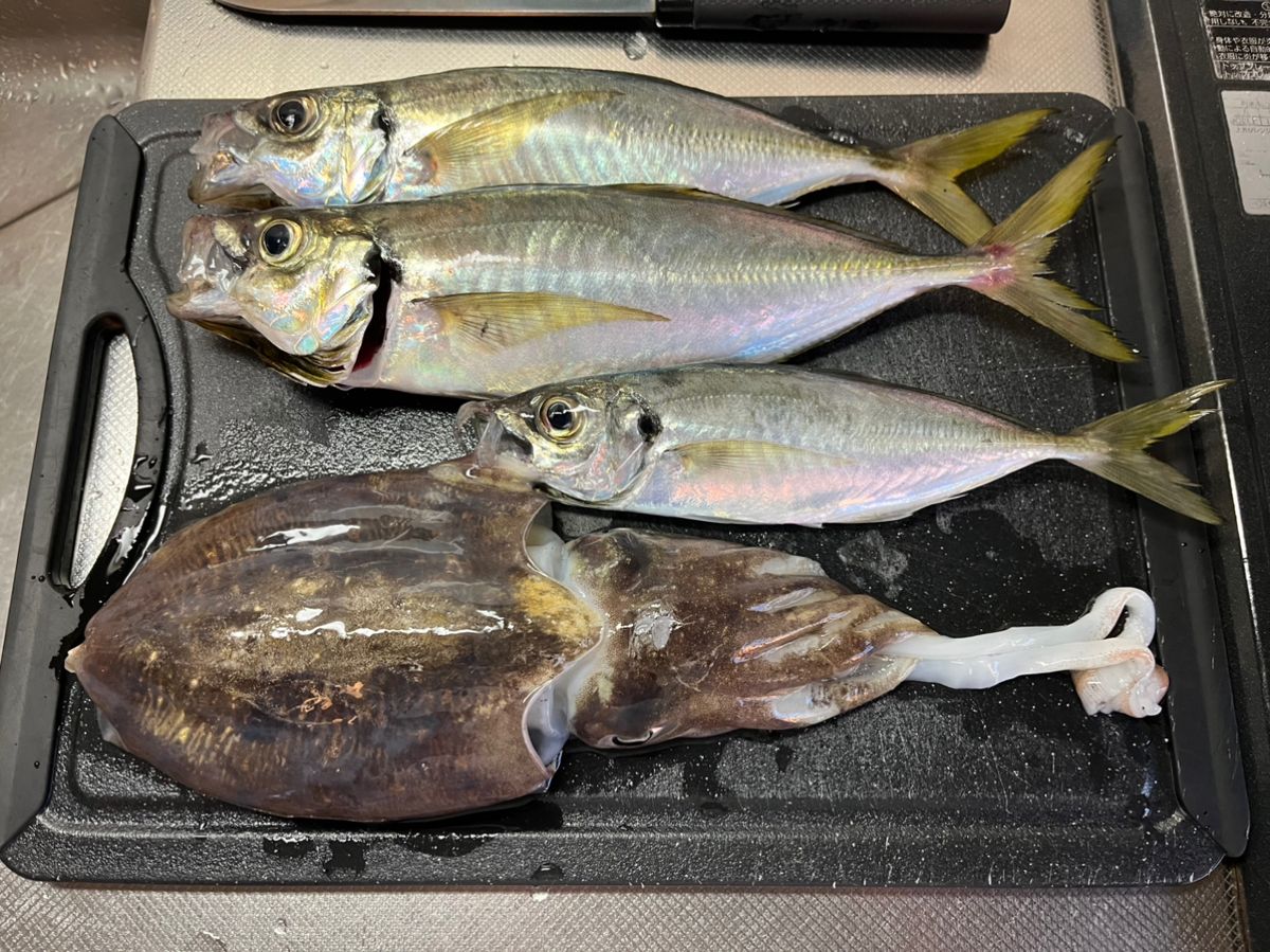 もや太郎さんの釣果 1枚目の画像