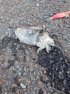 コウイカの釣果