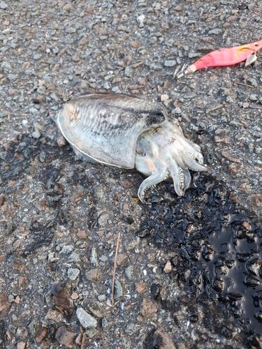 コウイカの釣果