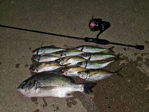 アジの釣果