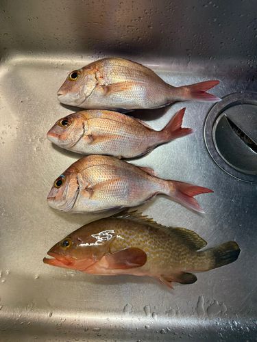 マダイの釣果