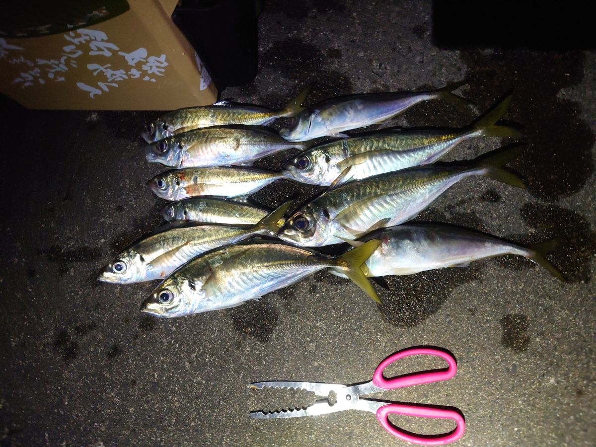 アジンガーWRXさんの釣果 1枚目の画像