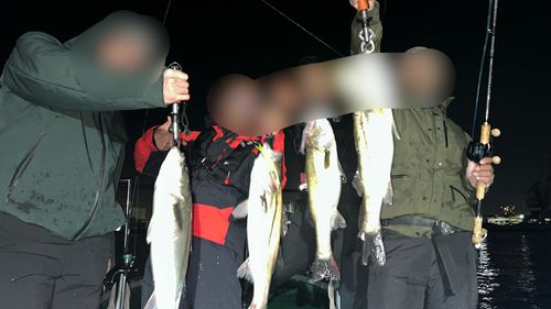 シーバスの釣果