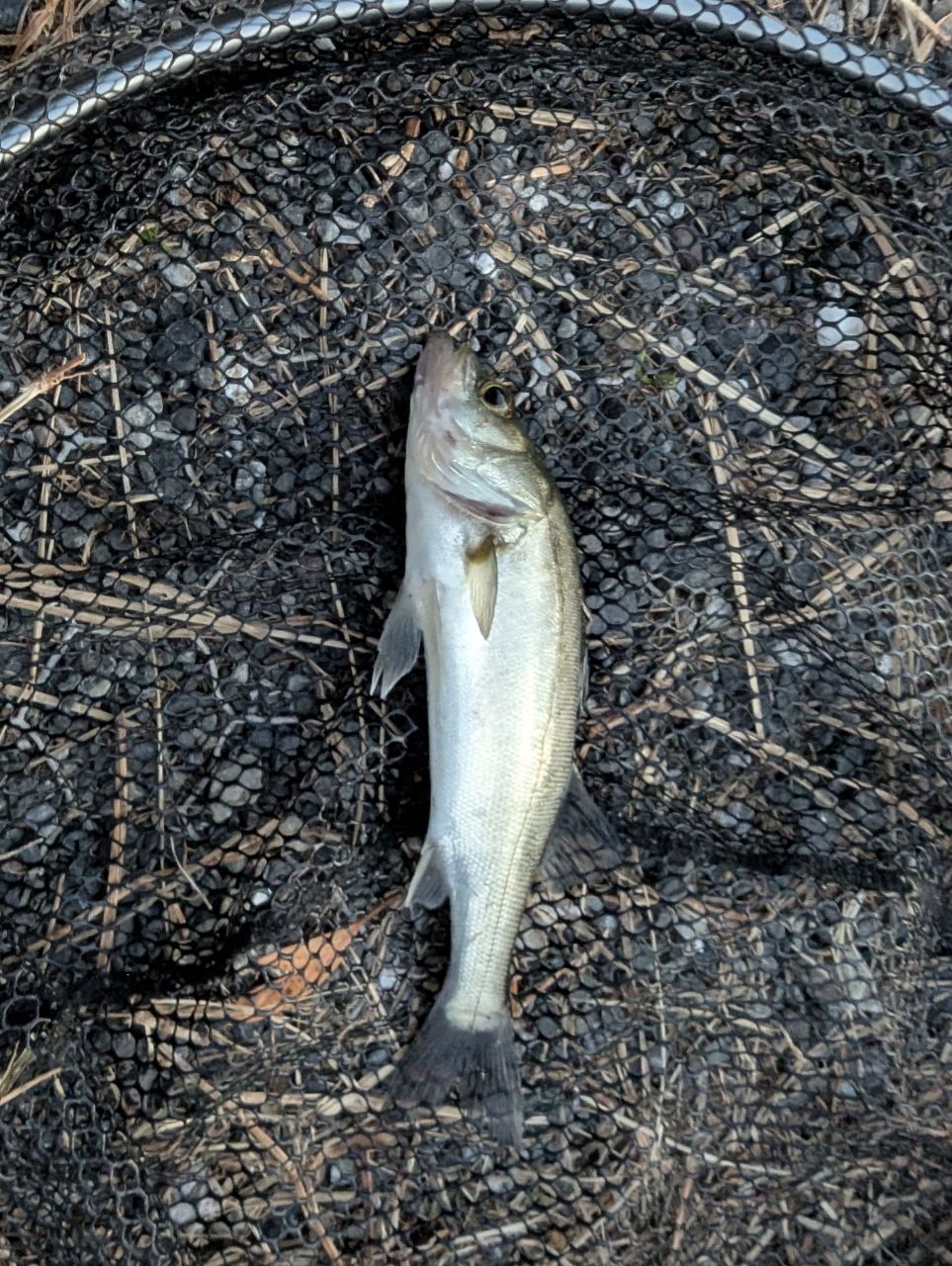 セイゴ（マルスズキ）