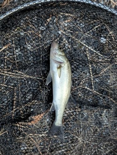 セイゴ（マルスズキ）の釣果