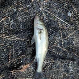 セイゴ（マルスズキ）