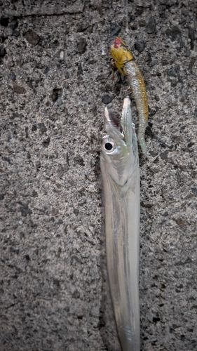 タチウオの釣果