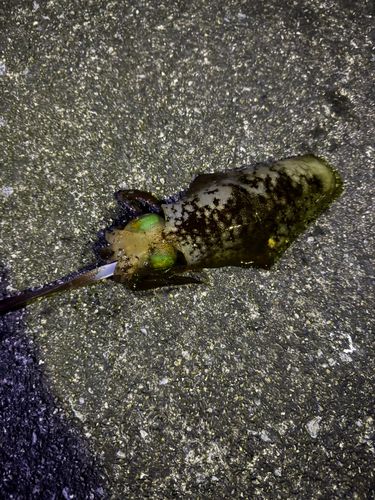 アオリイカの釣果