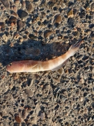 イトヒキハゼの釣果