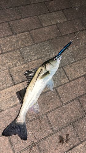 隅田川小名木川合流