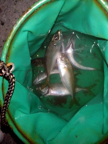 鳥居崎海浜公園