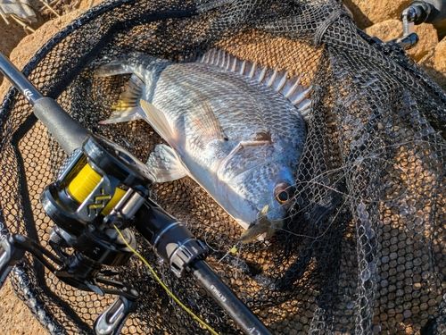 チヌの釣果