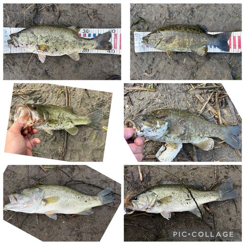 ブラックバスの釣果