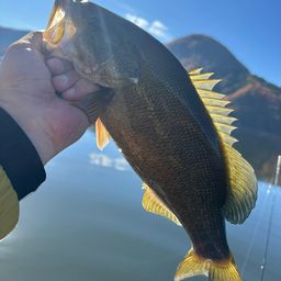 スモールマウスバス