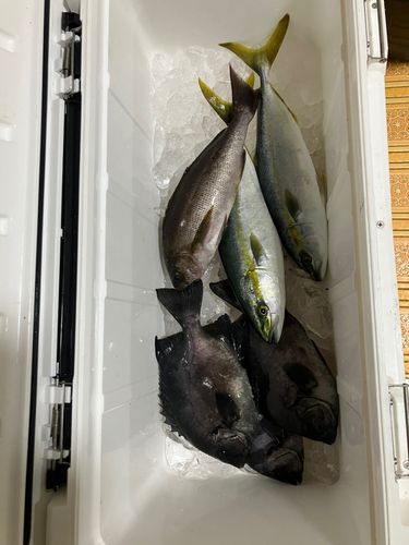 イサキの釣果