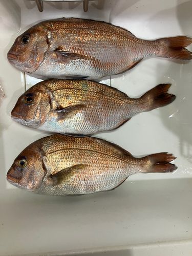 フィッシングレインボー